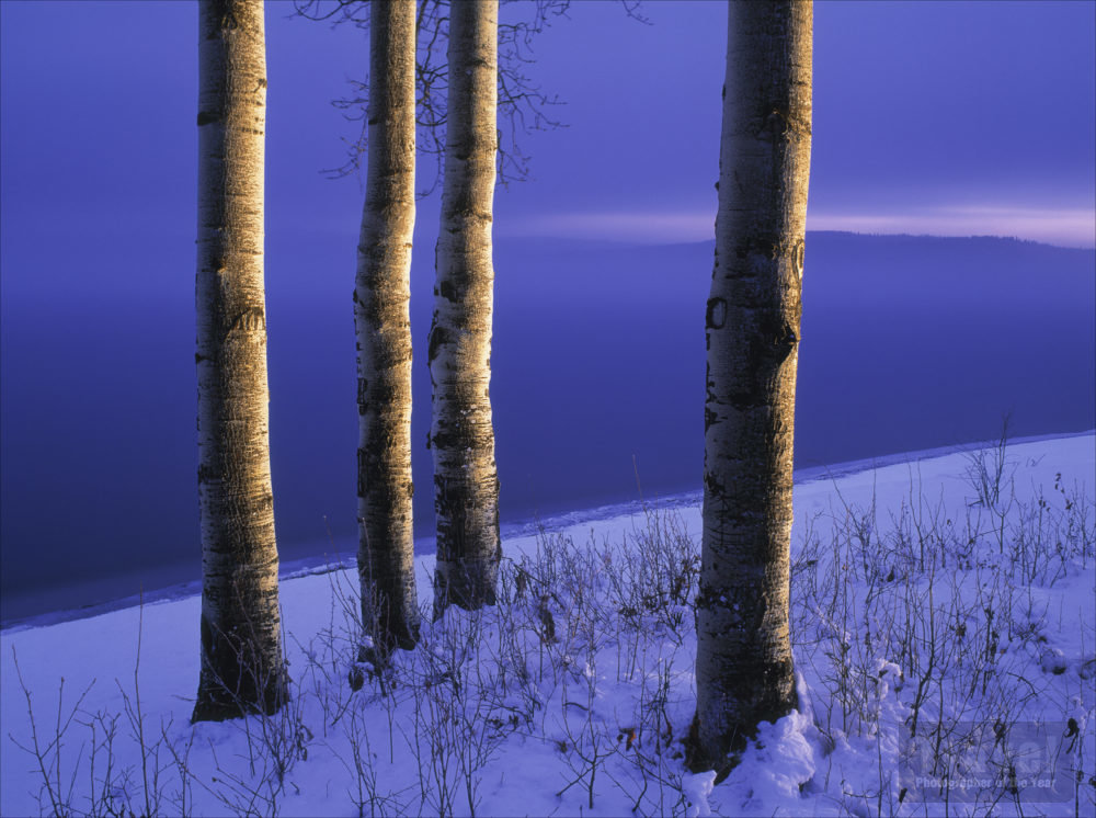 Aspen Trees, Francis Lake, BC, Canada