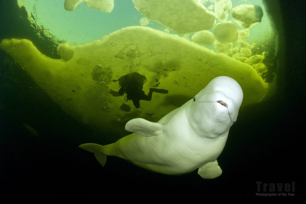 Beluga Whale, White Sea, Russia