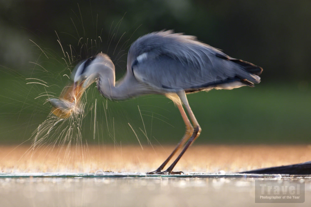 Heron, Kiskunsagi, Hungary
