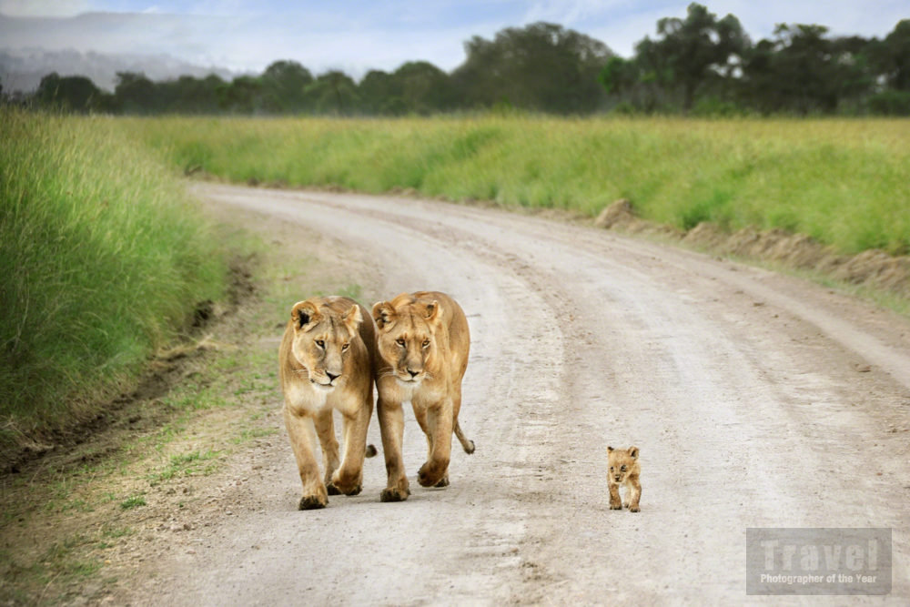 That little lion…