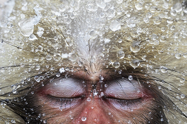 Close Up Japanese Macaque Japan Travel Photographer Of The Year