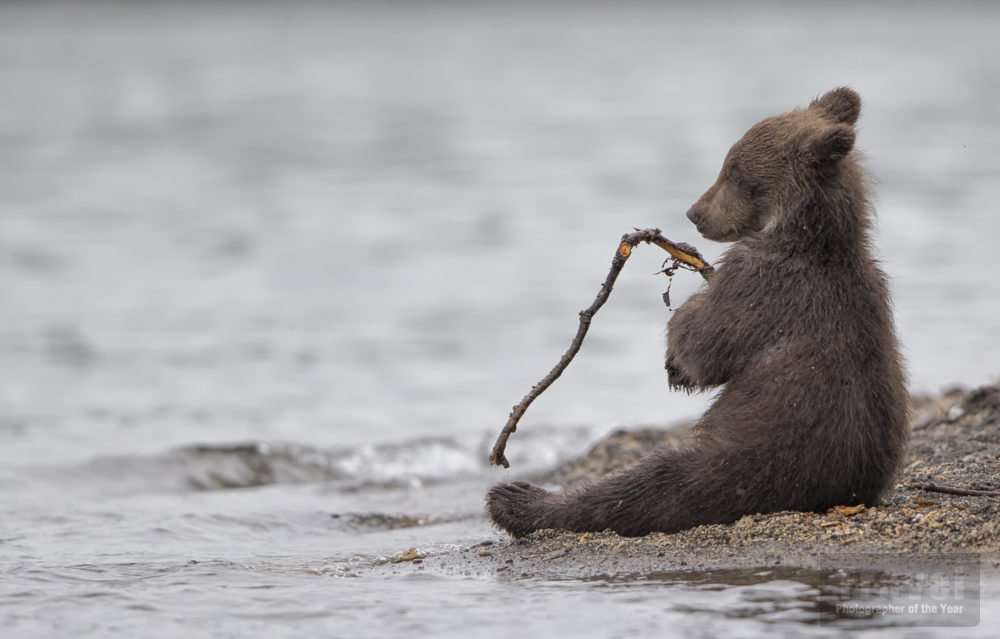 Bear Cub, Kamchatka