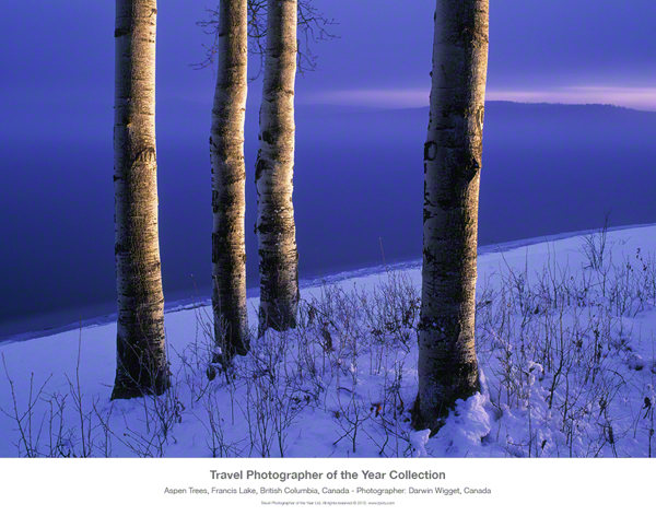 Aspens Trees, BC, Canada
