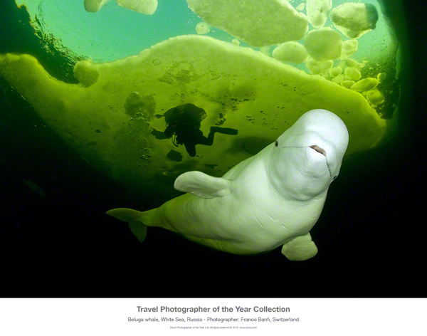 Beluga Whale & Diver, White Sea, Russia