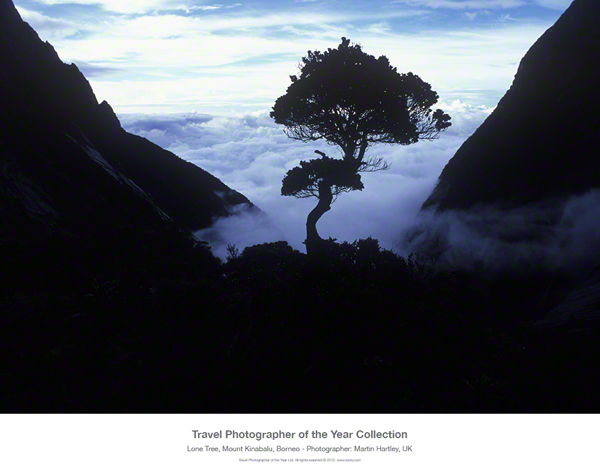 Lone Tree, Mount Kinabalu, Borneo