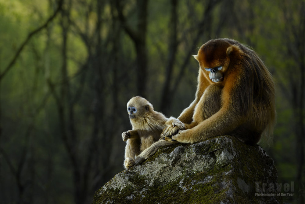 In Focus: Endangered Planet portfolio category
