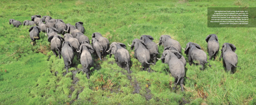 Through my eyes: the journey of a wildlife veterinarian